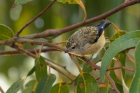 Pardalot tasmansky - Pardalotus quadragintus - Forty-spotted Pardalote o5312
